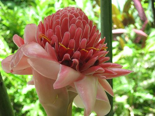 Torch Ginger